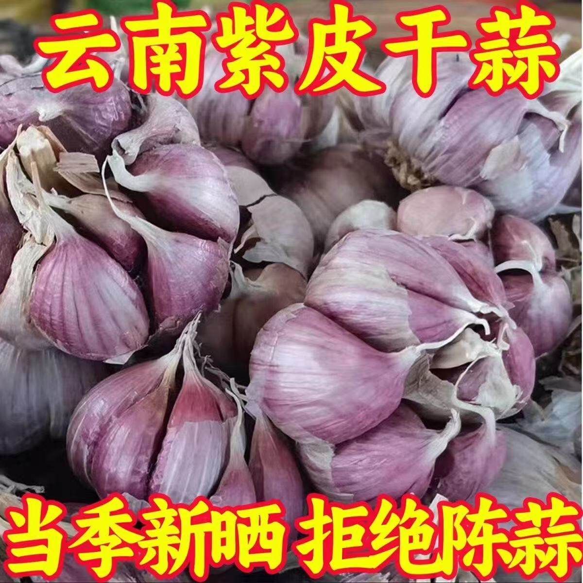 紫皮大蒜种子2025新种可抽苔红皮蒜种蒜苗用云南老品种高产