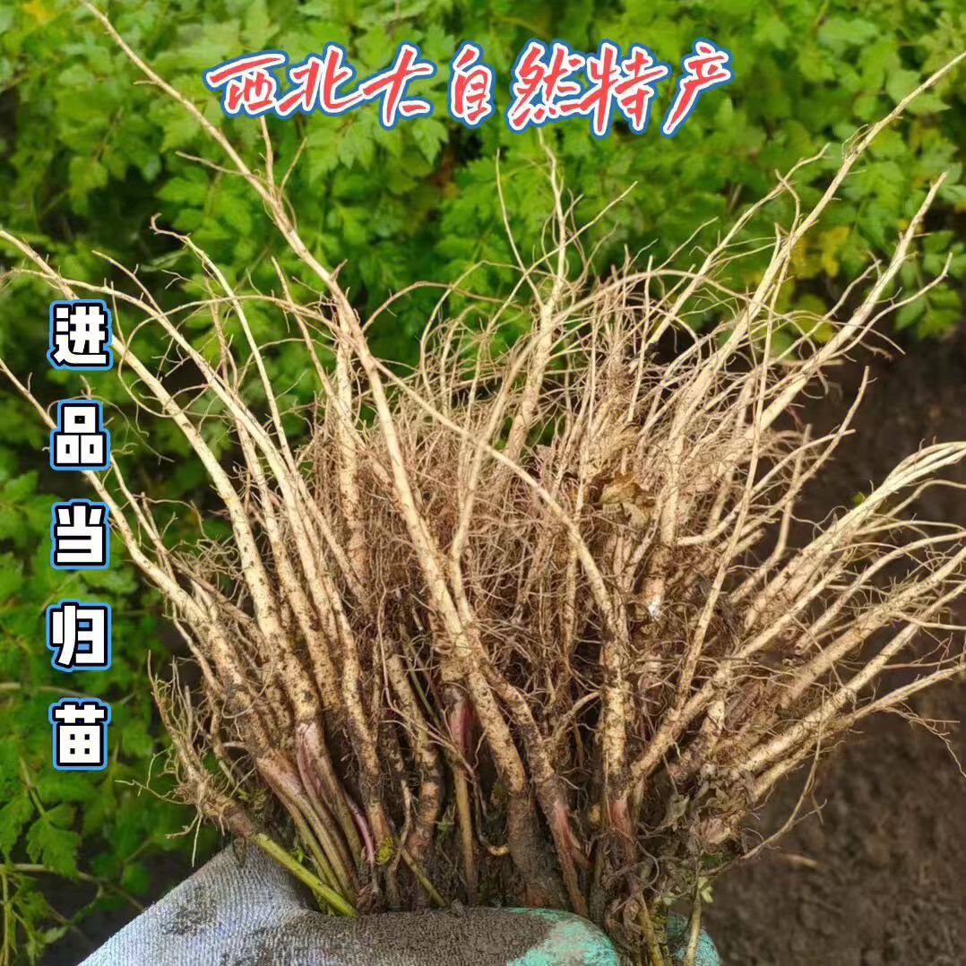 农家精选岷县当归苗黄芪苗北芪苗党参苗产地直发新鲜现挖现发包邮