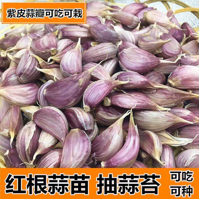 正宗蒜种手剥小蒜瓣种子紫皮大蒜川蒜青蒜苗种植出蒜薹长苗