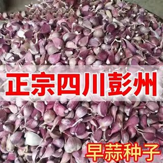 川蒜2026紫皮大蒜种子蒜头苔蒜寒蒜香蒜红根蒜苗种子硬叶蒜可吃种