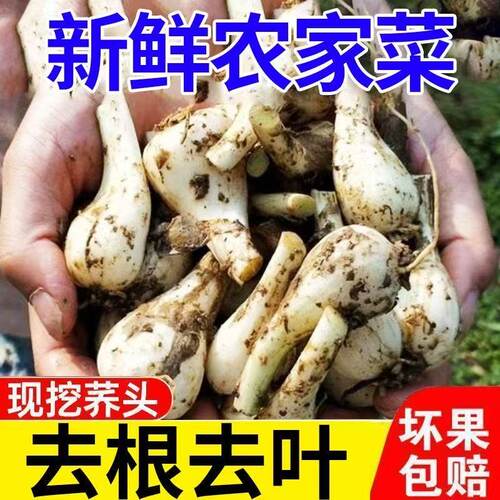 荞头现挖新鲜藠头农家自种叫头