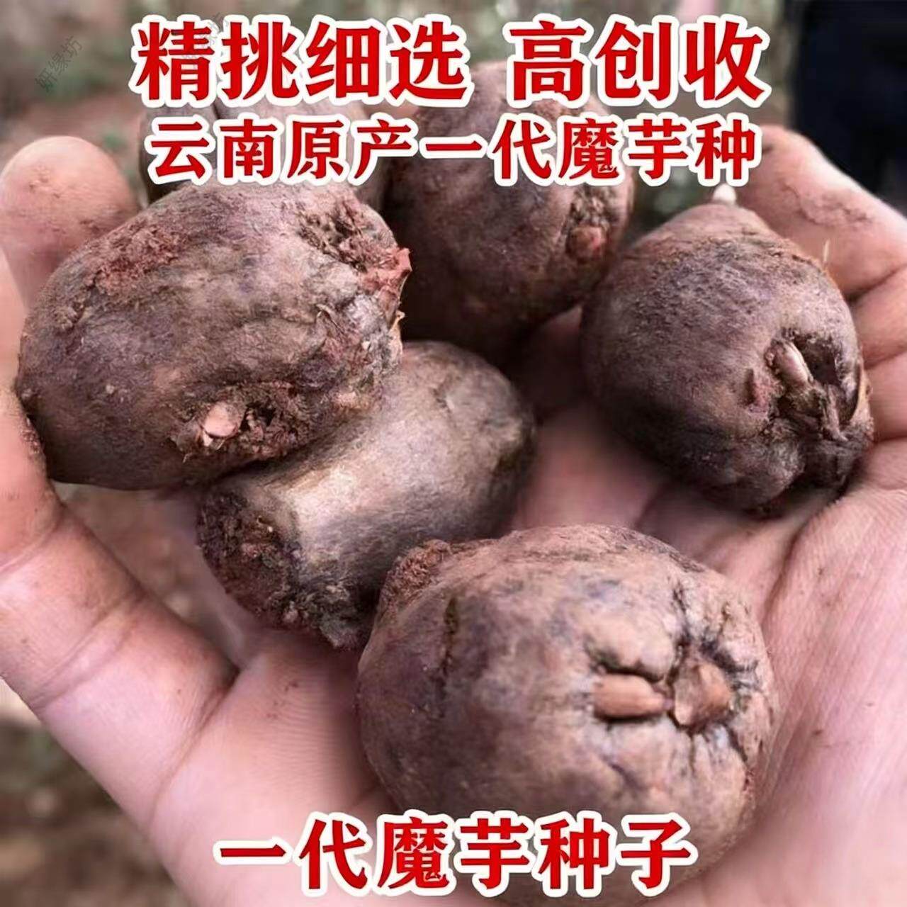 高产魔芋种子云南一代二代精选花魔芋种球脱水消毒高成活率魔芋种
