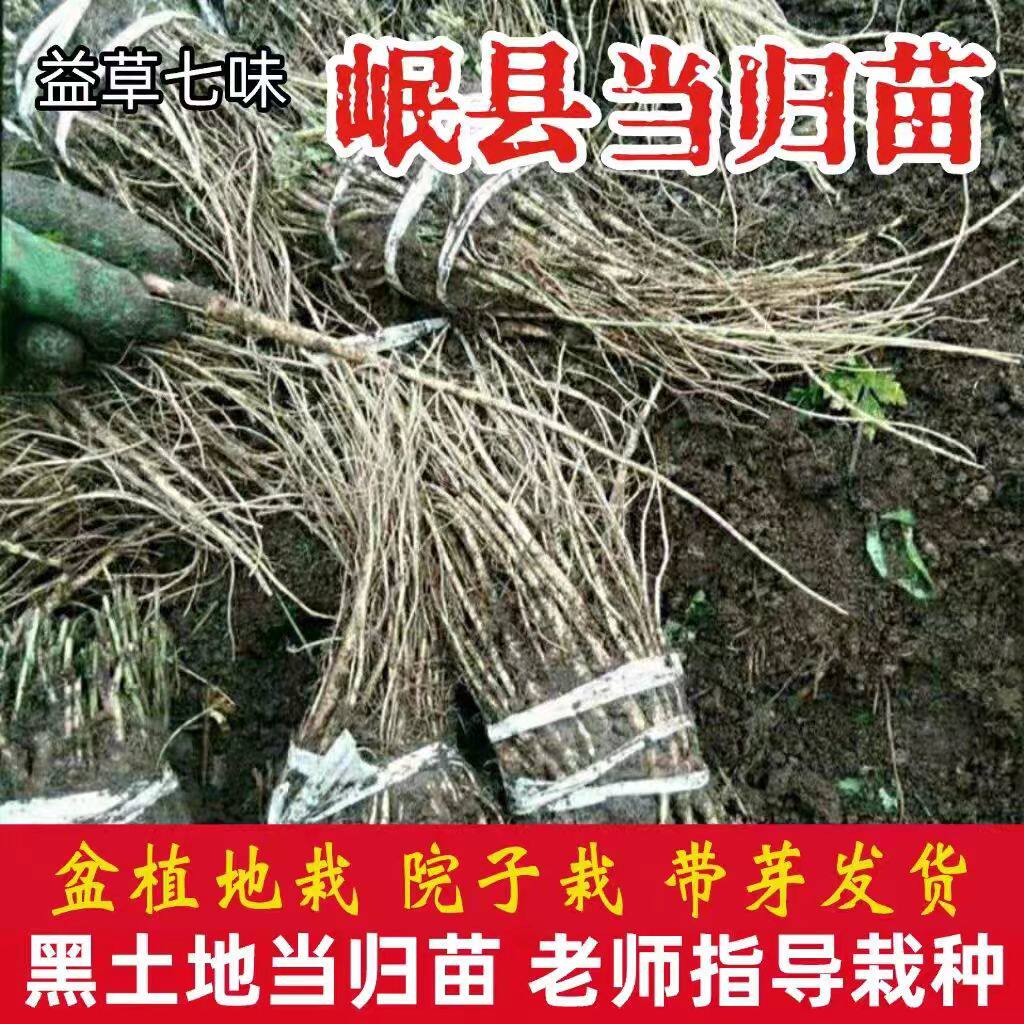 技术指导可开发票当归苗黄芪苗党参苗甘肃岷县现挖现发保证发芽率