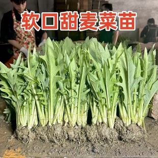 高州甜麦菜秧苗批发 广西博白花芽苦麦麻菜 大叶四季耐热蔬菜种子