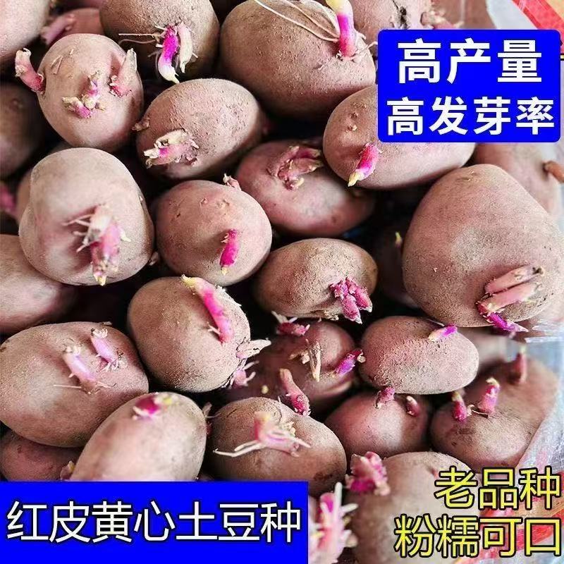 新鲜发芽小土豆土豆种子云南农家红皮品种批发高产黄心马铃薯种子
