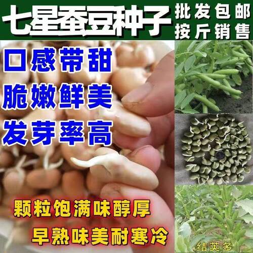 绿宝特大蚕豆种子耐寒早熟高产罗汉豆秋冬季播种胡豆籽种子