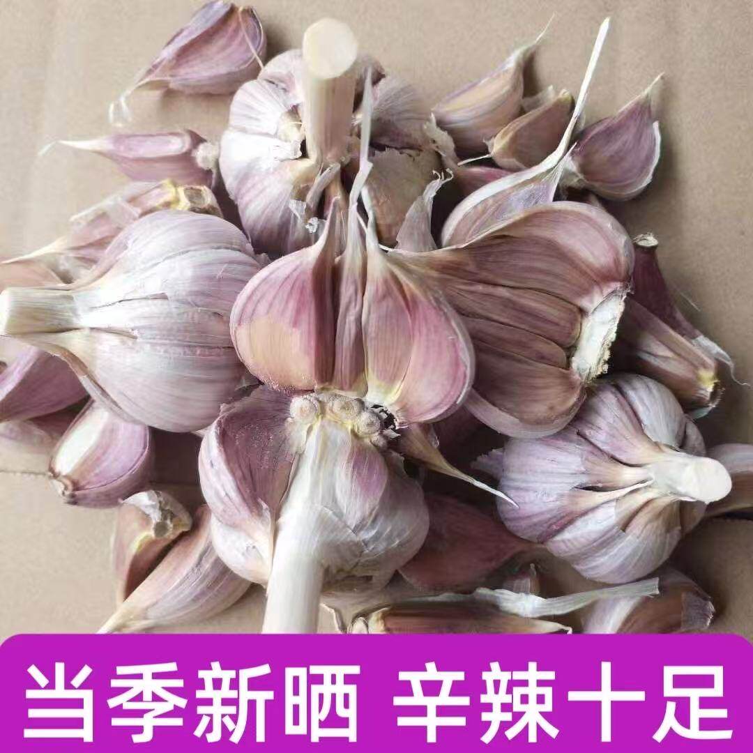 蒜头大果出蒜苔蒜苗紫白皮种子大蒜种子太空二号正宗特级山东