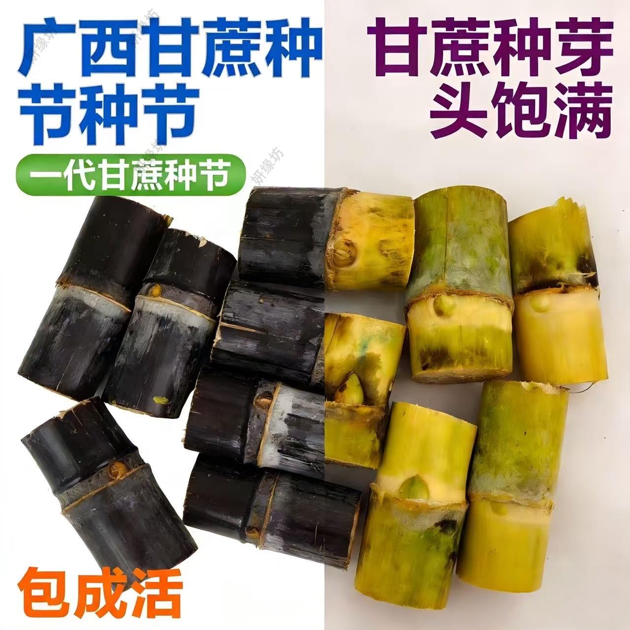 广西黄皮甘蔗苗种黄皮白玉特甜甘蔗种苗种子带芽孢桂二甘蔗苗种植