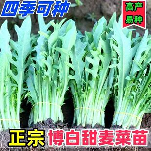 正宗广西博白甜麦菜秧苗易栽种带泥发货新鲜现拔现发阳台盆栽脆口