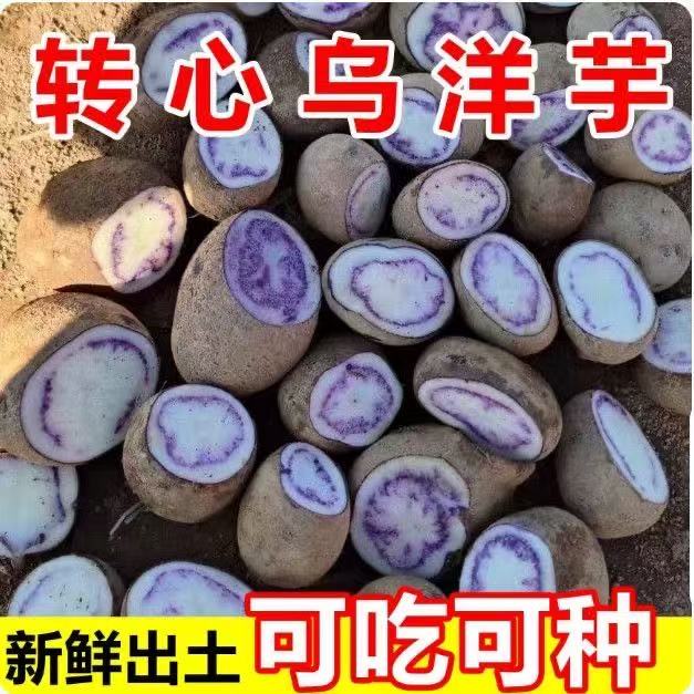 七彩洋芋正宗紫心土豆紫色土豆云南丽江乌洋芋老品种紫皮小土豆