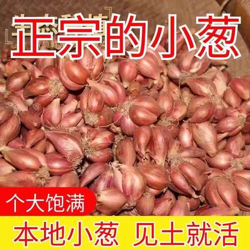 云南农家自种精选 5斤包邮小香葱 500克大蒜红皮火葱头