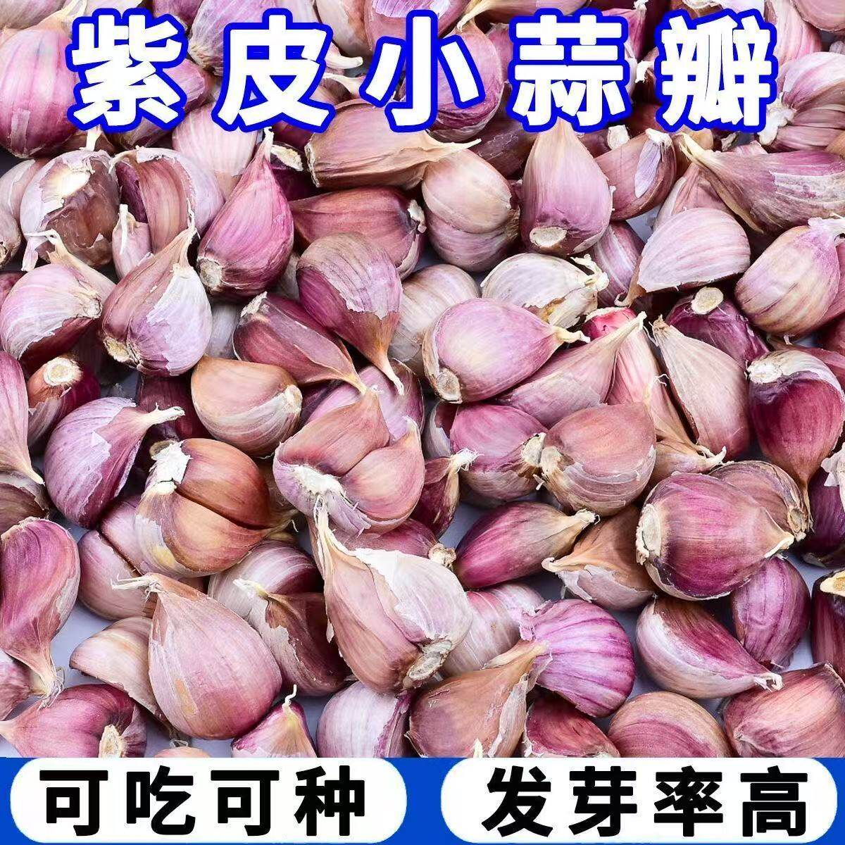四季蒜头苗种农家种籽大蒜种子长蒜苔头蒜种蒜苗红皮紫皮干蒜