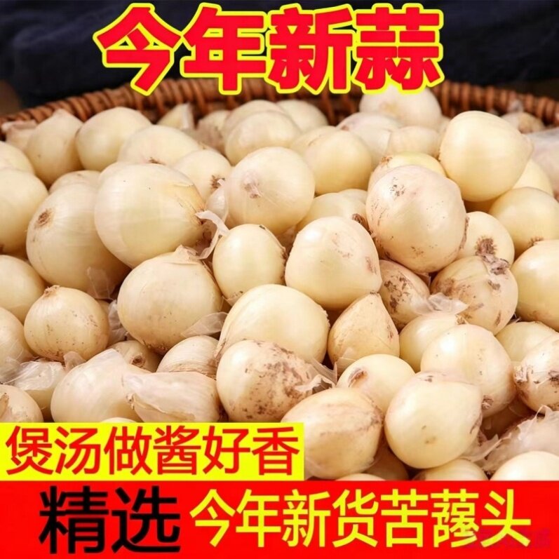 纯正川味苦藠团葱时令蔬菜苦藠种野外葱头小蒜头自然生长薤白