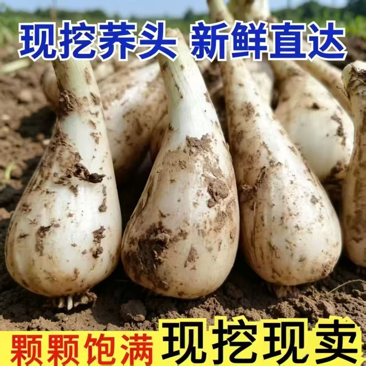 新鲜藠头现挖荞头农家自种教头