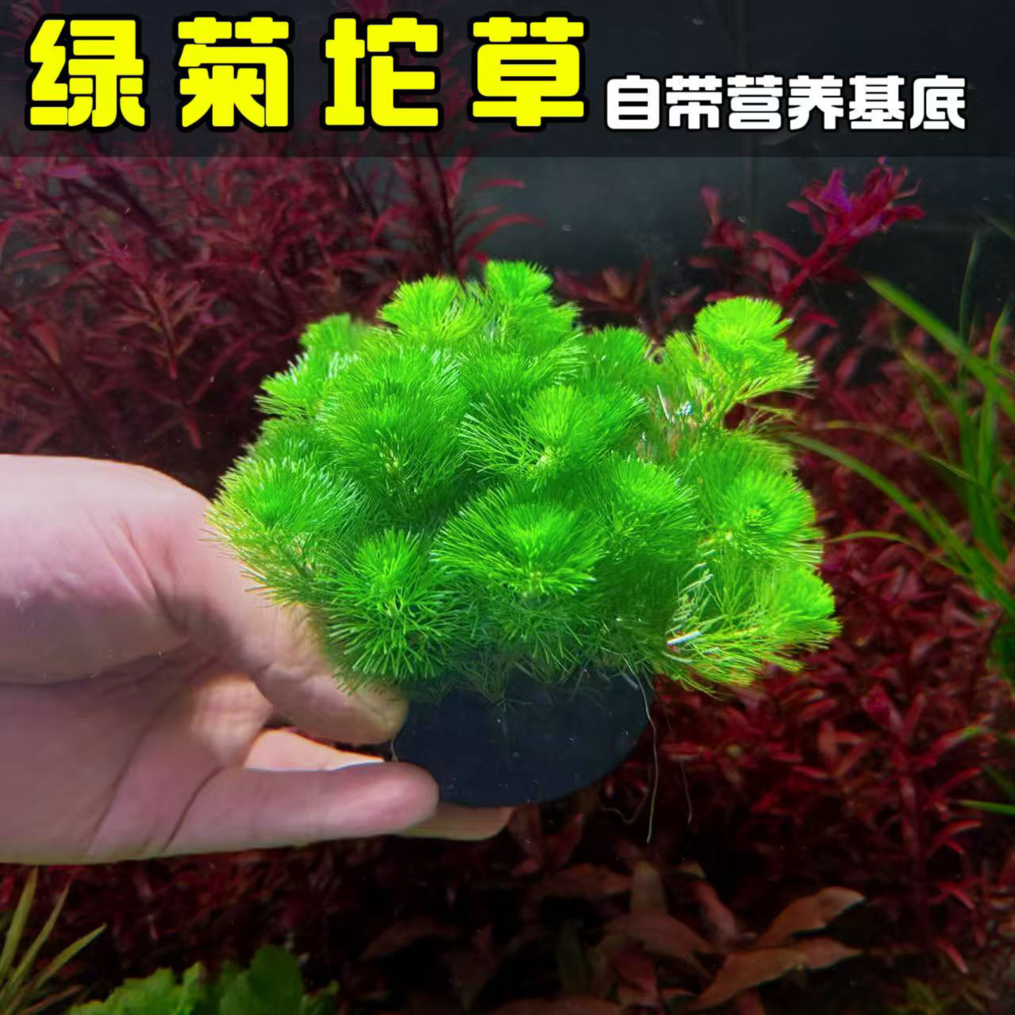 绿菊坨草沉水型水草鱼缸造景真草净化水质低肥易养淡水植物