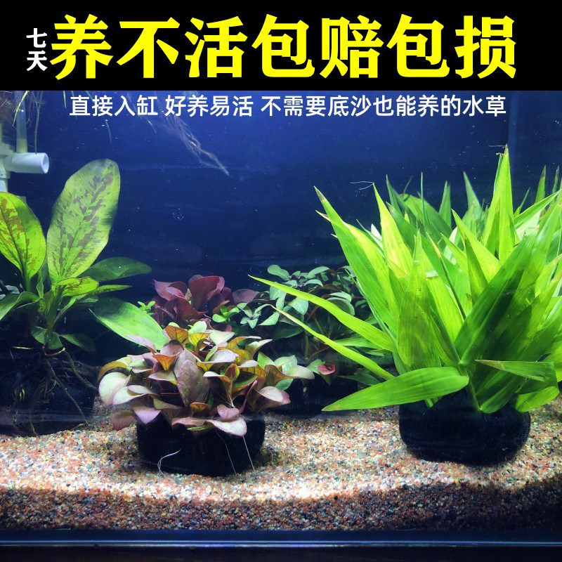 玉竹鱼缸水草造景植物水培植物水竹古法缸养鱼水草懒人坨草造景