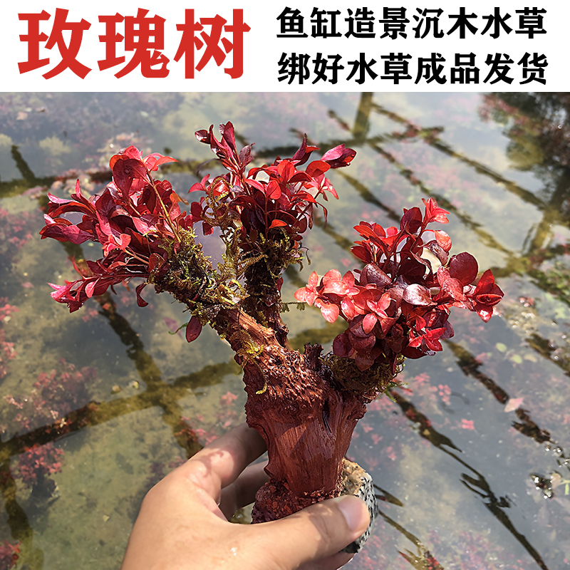 玫瑰树鱼缸水草植物天然沉木红草水族箱造景装饰无土无需二氧化碳