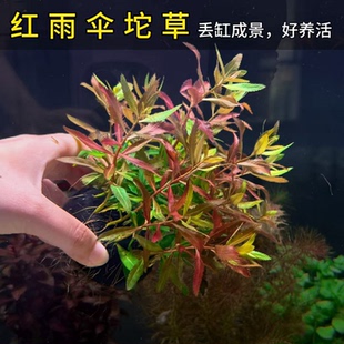 红雨伞草水草鱼缸造景装饰新手好养活彩色叶状体水族植物