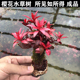 樱花树红色水草鱼缸沉木造景新品 小缸造景水草生命之树莫斯树成品