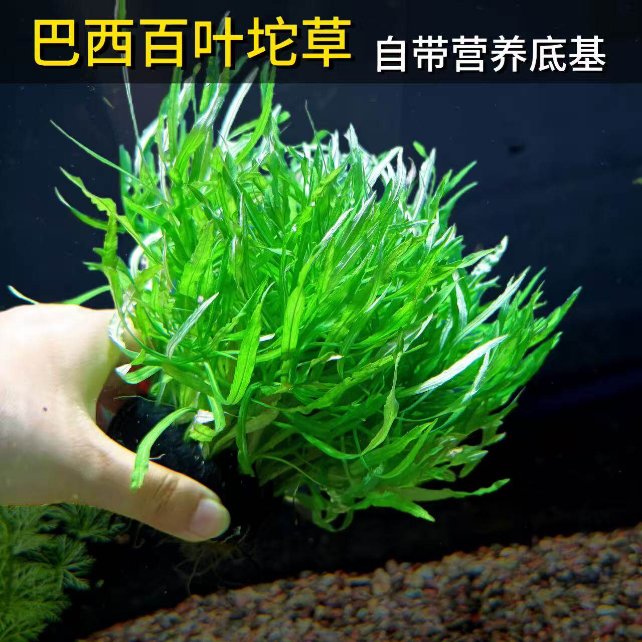 巴西百叶大坨草7cm沉水型淡水植物鱼缸造景新手易养