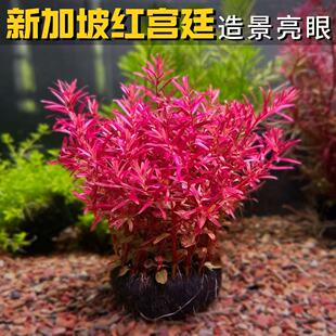 新加坡红宫廷水草有茎类沉水型淡水植物鱼缸造景装饰净水增氧水草