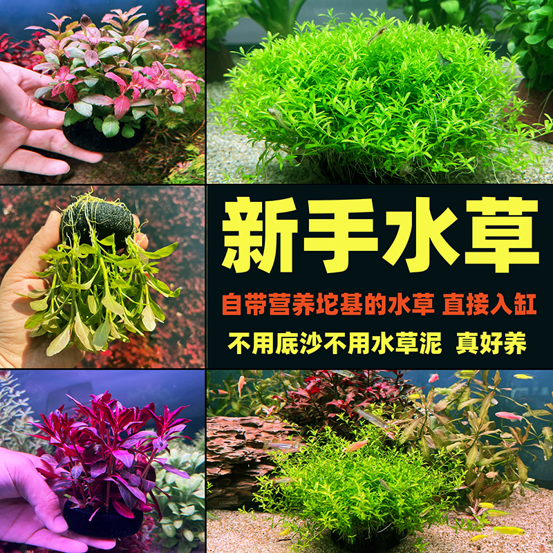 新手鱼缸水草坨草懒人水培增氧