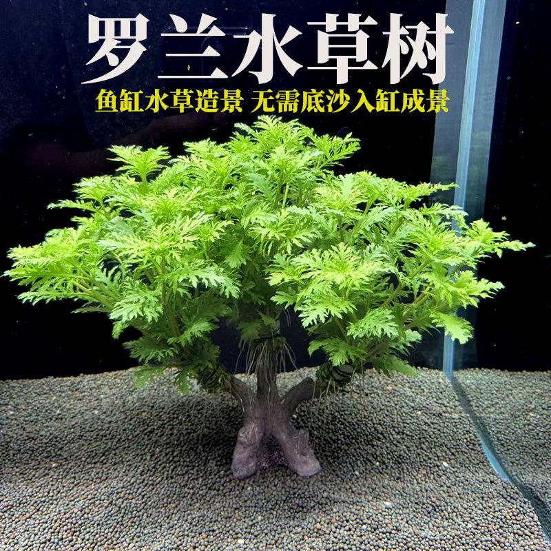 罗兰水草树鱼缸造景免底沙增氧