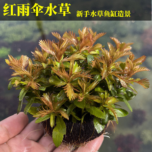 红雨伞水草新手易养丛生沉水植物鱼缸造景装饰绿植