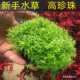 高珍珠水草植物新手易养蜈蚣草鱼缸造景净化水质真草鱼缸造景新手