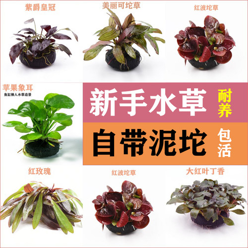 水草坨草鱼缸造景自带泥坨