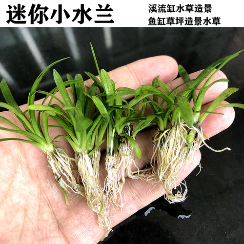 小水兰水草鱼缸造景植物草坪水草