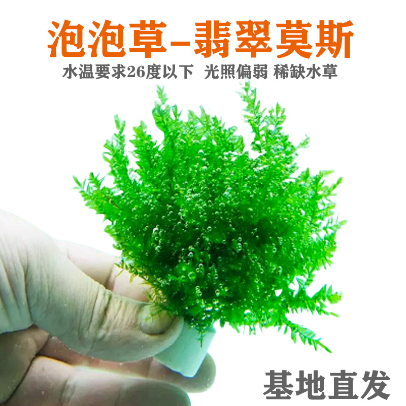 翡翠莫斯树鱼缸水草造景植物莫斯阴性水草原生古法溪流缸水培植物