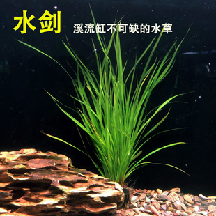 溪流缸水草水剑坨草迷你小水兰阴性水草鱼缸造景增氧植物