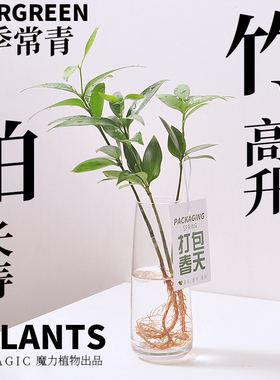 竹柏水培驱蚊植物无土室内透明玻璃办公桌面好养四季常青绿植盆栽