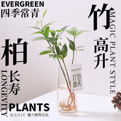 四季竹柏桌面干净无土好养的植物