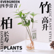 竹柏水培驱蚊植物无土室内透明玻璃办公桌面好养四季 常青绿植盆栽