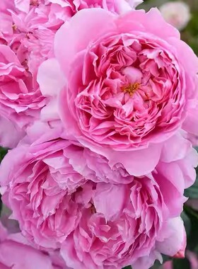 初见/初景多头丰花浓香新手友好多季开花月季阳台盆栽花卉