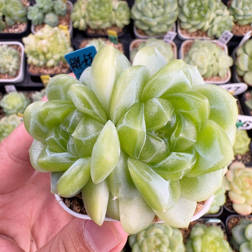 A425,新品，双头胖娃珍妮