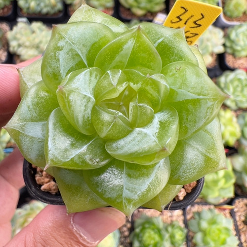 313.单头不知名珍妮，福利