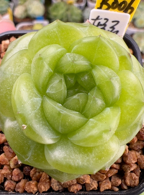 B006,独家，单头轻云，珍妮