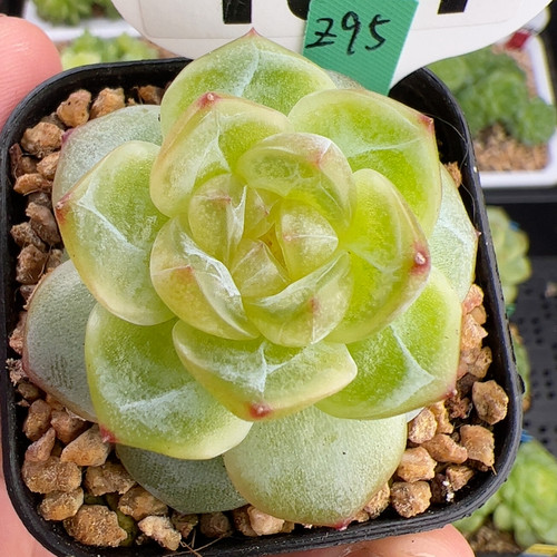 131.新品，单头Z95珍妮