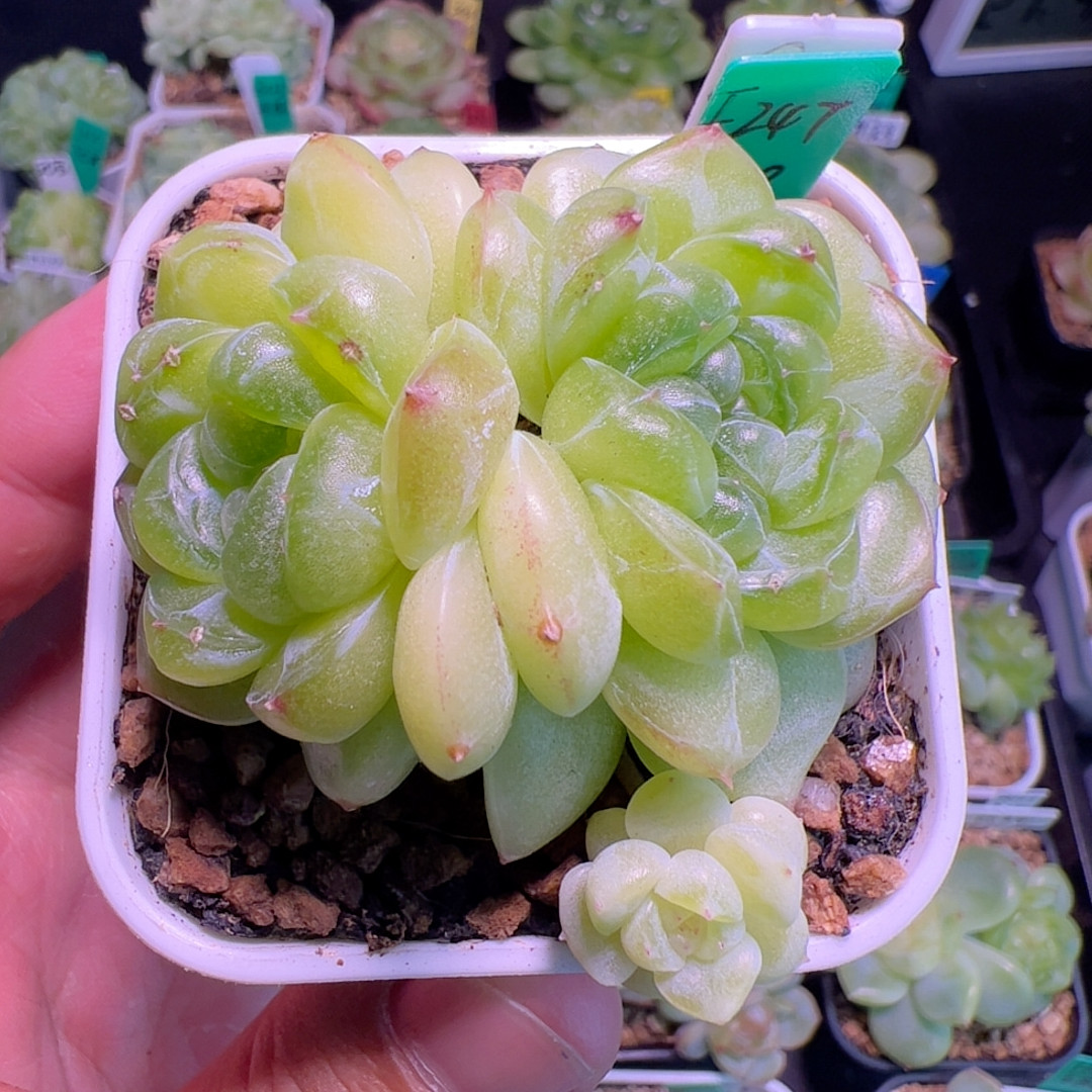 F247,三头财富2.六厘米盆