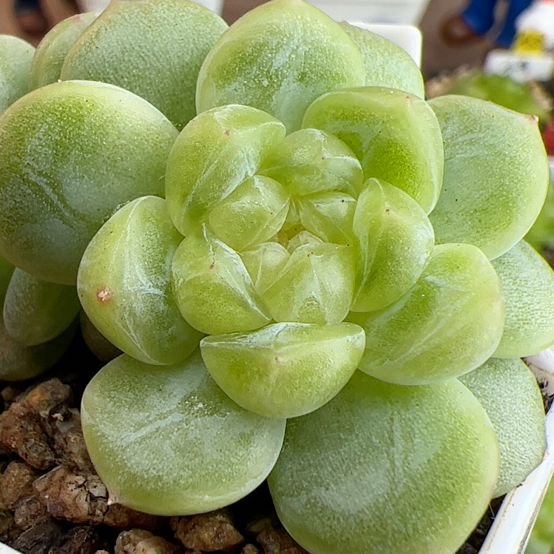 F558,双头隐藏财富。