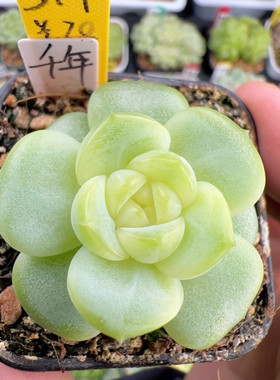 517.独家，新品，单头千年，白蛇传系列
