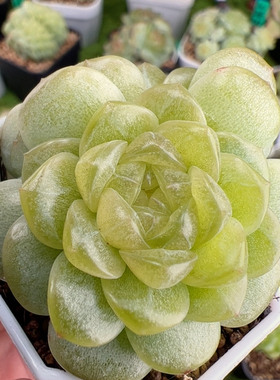 B504,双头柔情，糖心