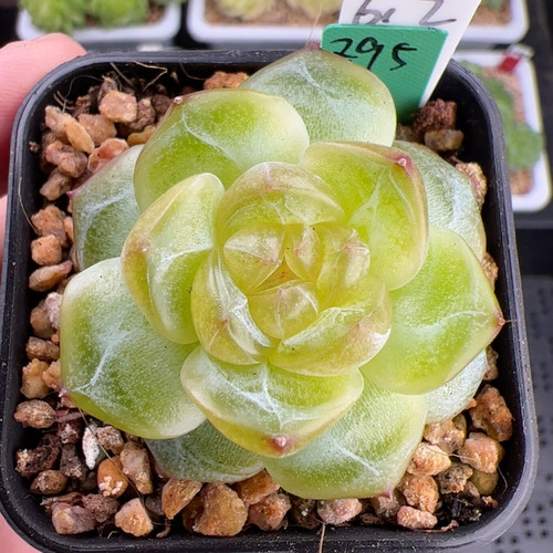 612.新品，单头编号珍妮Z95