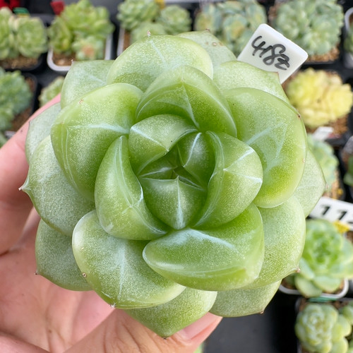 新品，单头编号珍妮Z418,推荐