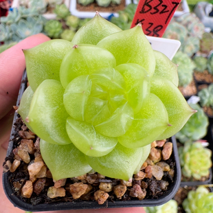 B327 很透 单头灵耀珍妮