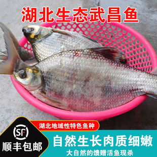 湖北特产鳊鱼原生态新鲜武昌鱼活鱼现杀食用淡水扁鱼真空顺丰冷链
