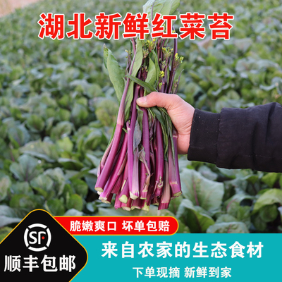湖北红菜苔洪山紫菜台农家自种